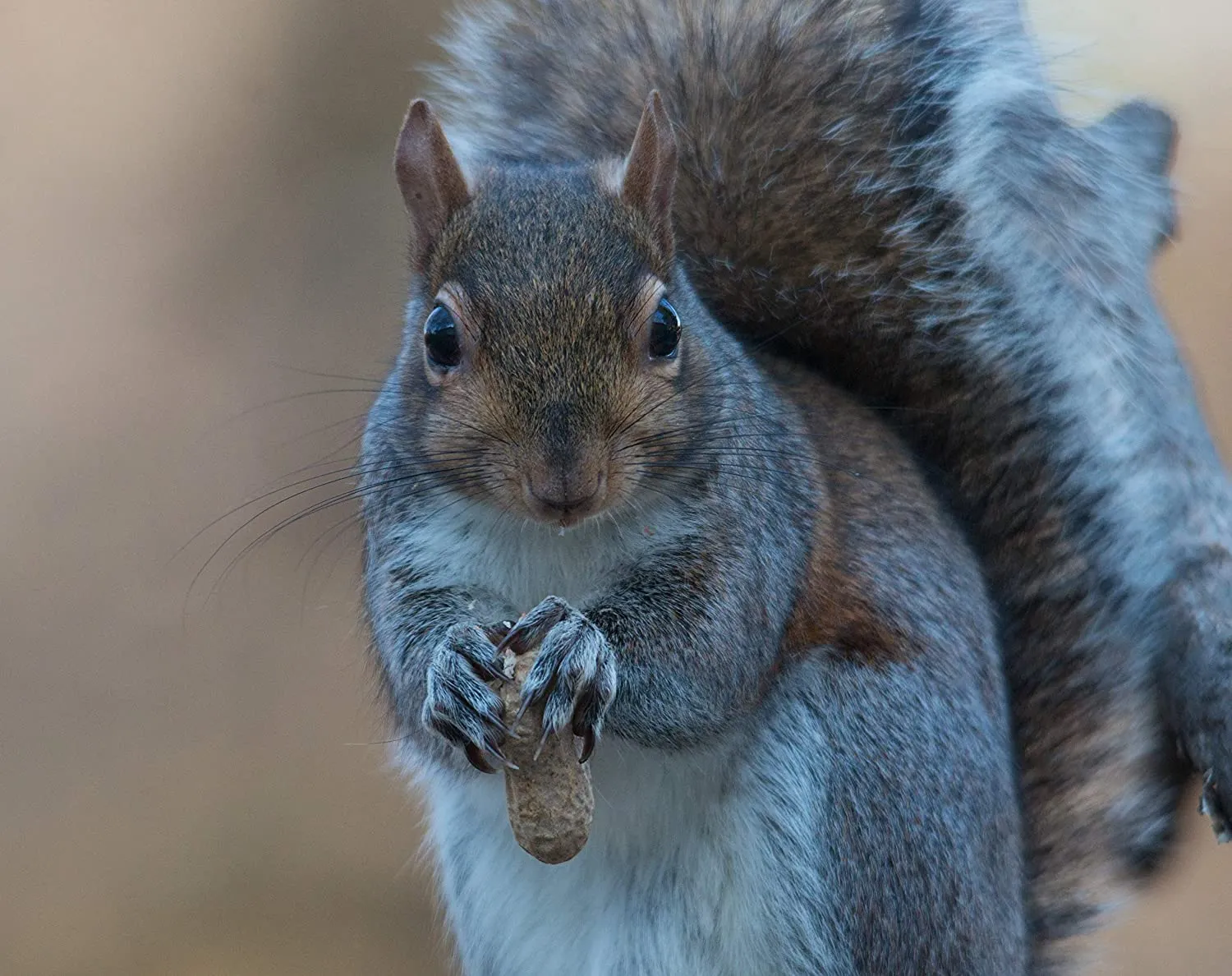 Naturesroom Whole Peanut Feeder | Peanut Wreath Feeder for Squirrels and Birds