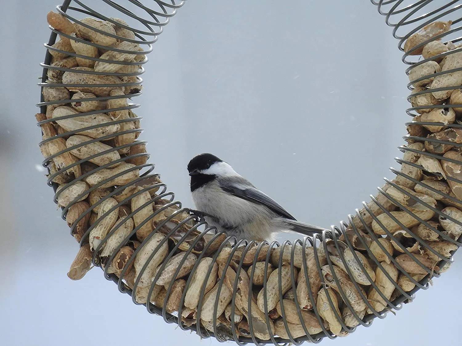 Naturesroom Whole Peanut Feeder | Peanut Wreath Feeder for Squirrels and Birds