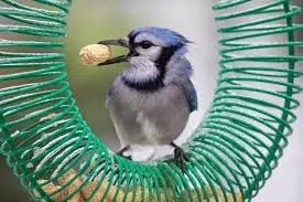 Naturesroom Whole Peanut Feeder | Peanut Wreath Feeder for Squirrels and Birds