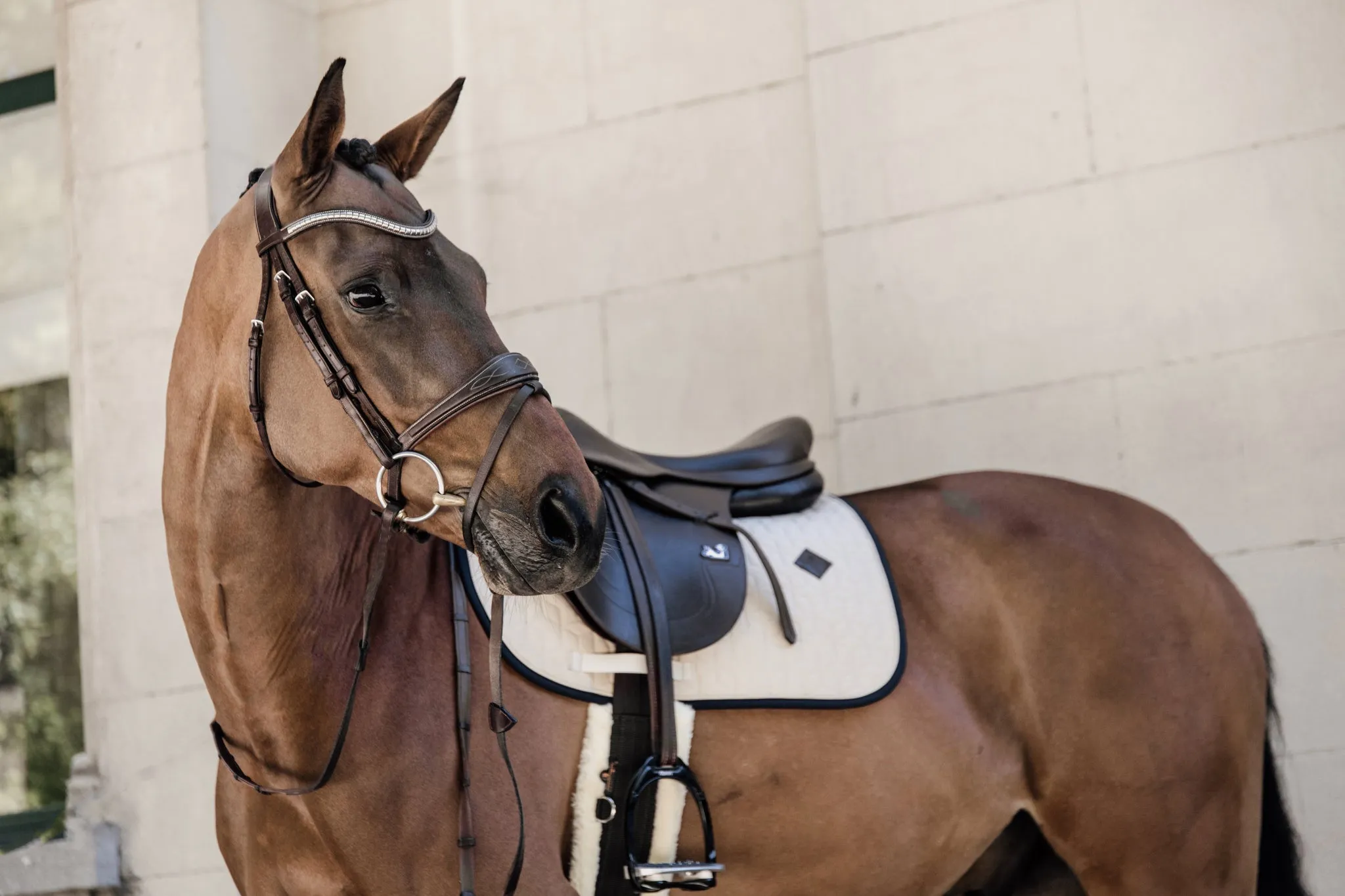Saddle Pad Softshell Jumping